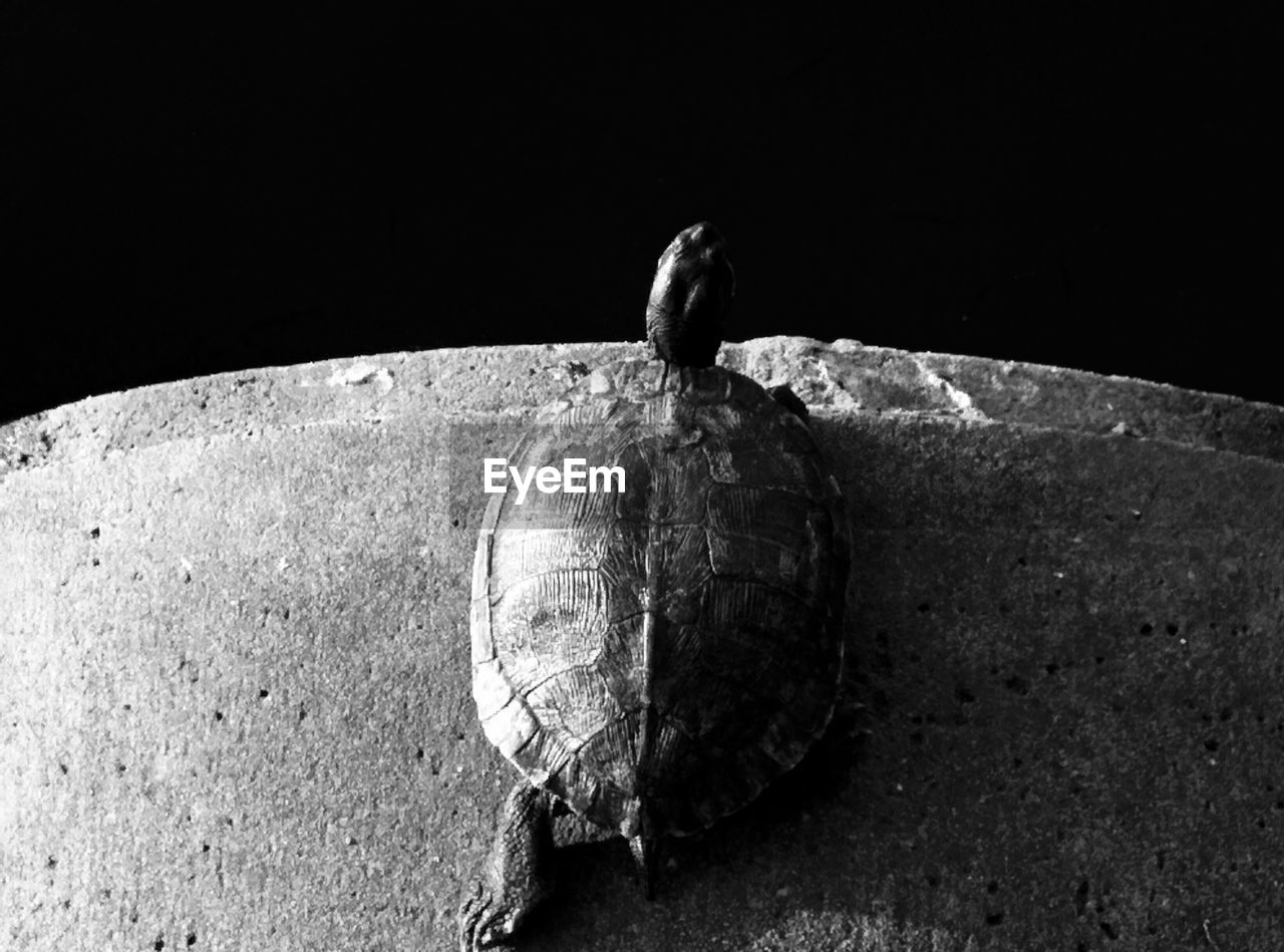 Close-up high angle view of turtle