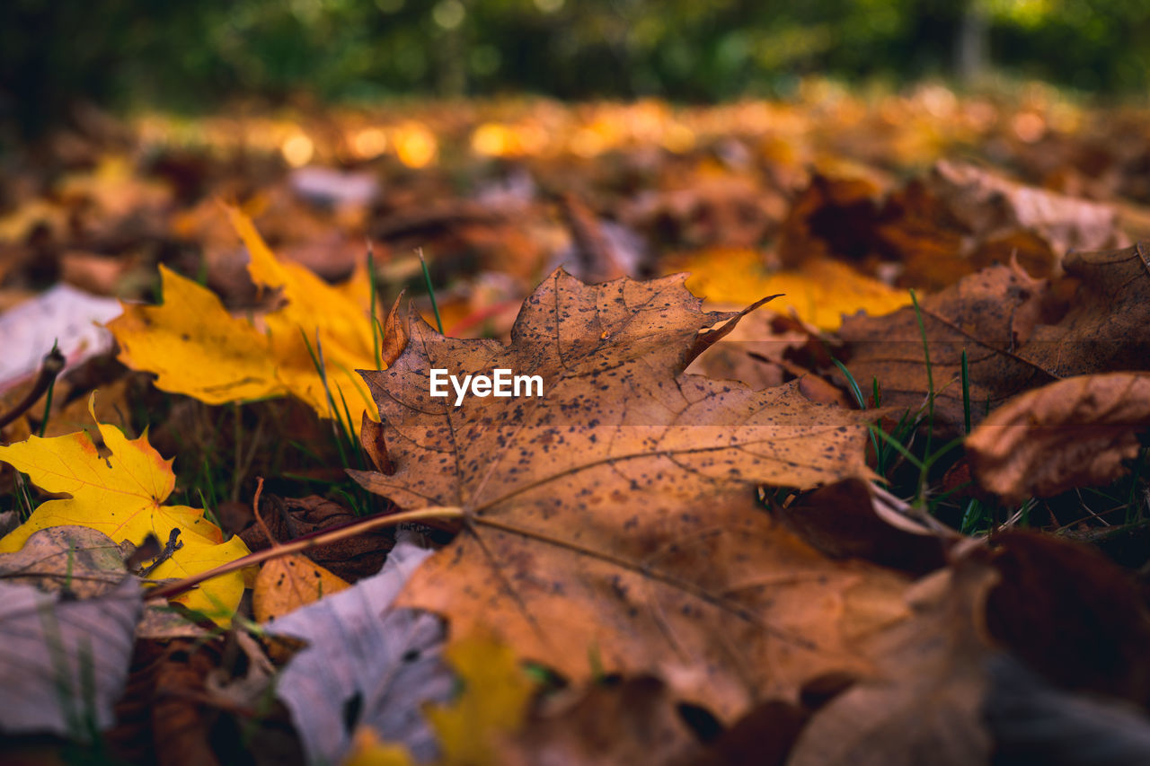 AUTUMN LEAVES ON A FIELD