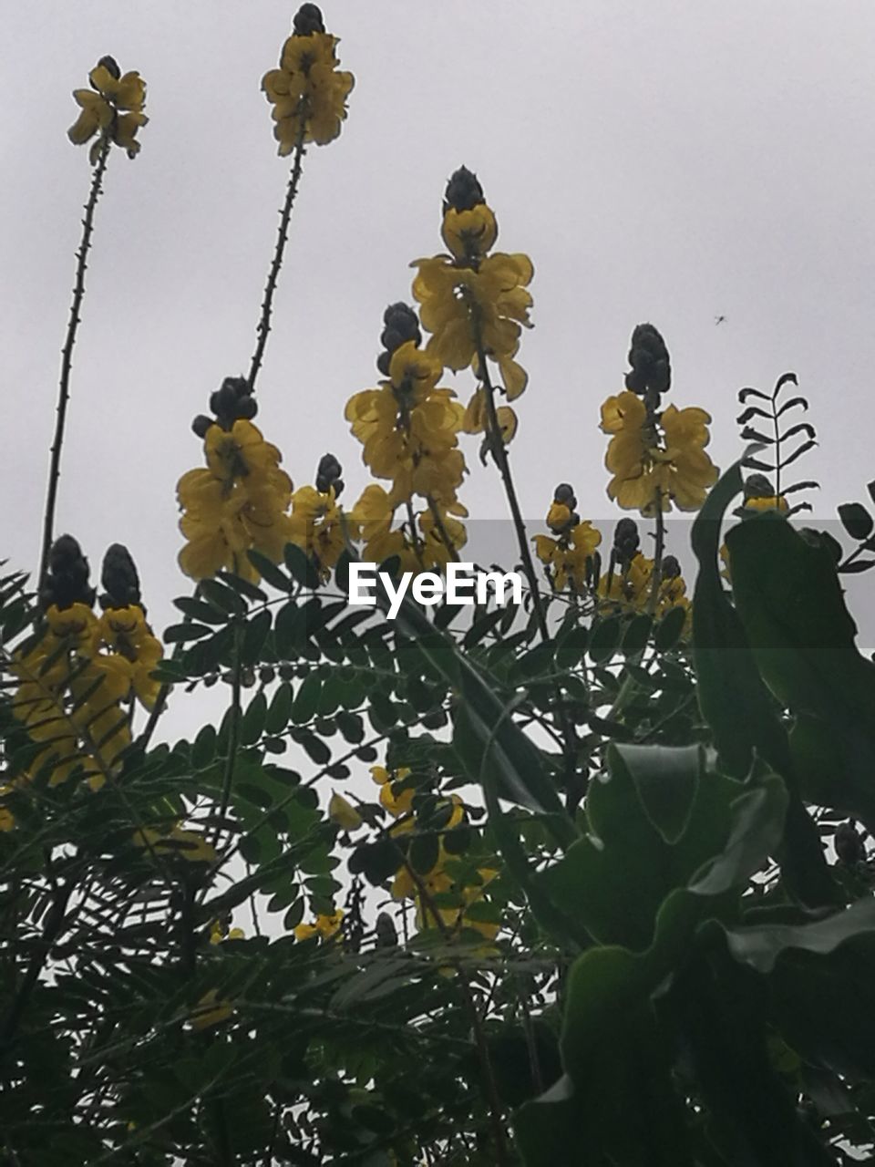 LOW ANGLE VIEW OF FLOWERS ON TREE