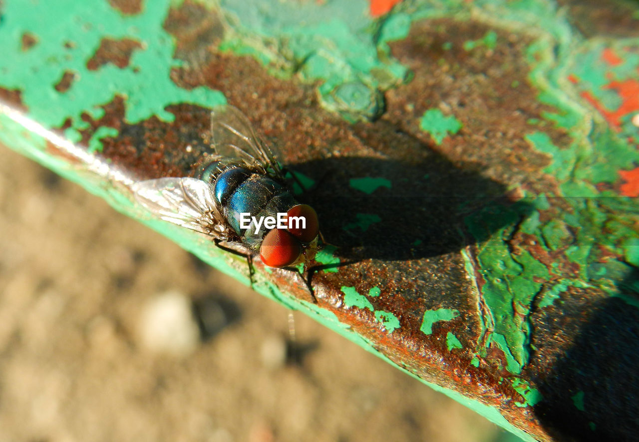 High angle view of fly on leaf