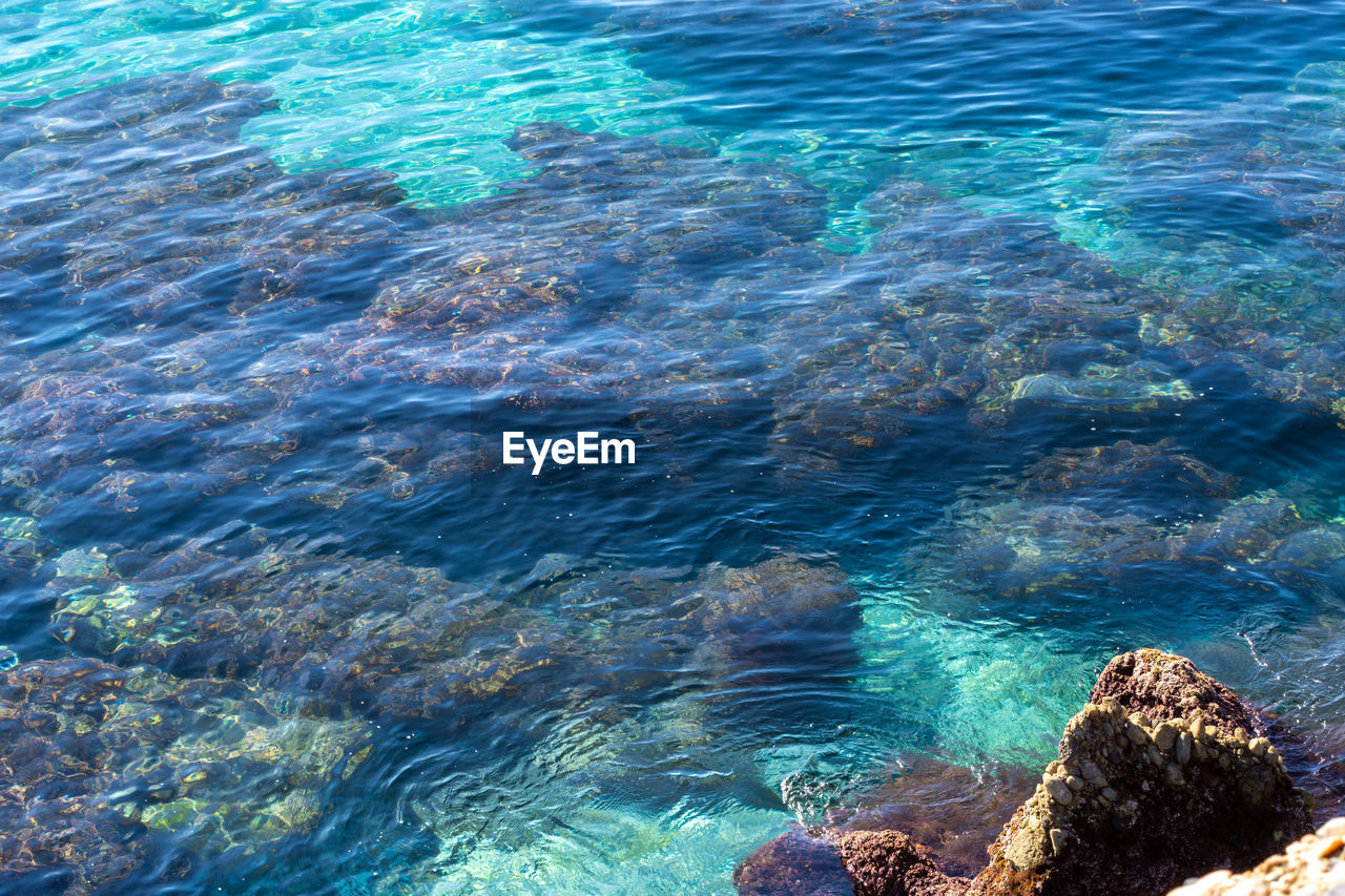 High angle view of coral in sea