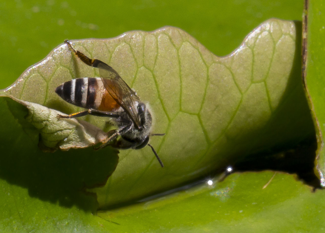 CLOSE-UP OF CATERPILLAR ON LEAF