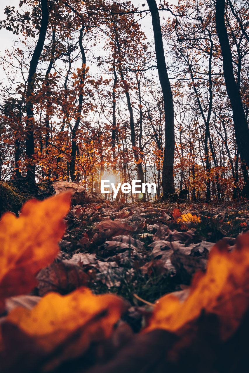 TREES AND LEAVES IN FOREST DURING AUTUMN