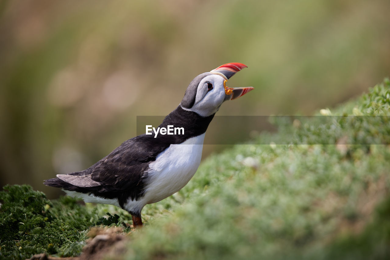 CLOSE-UP OF A BIRD