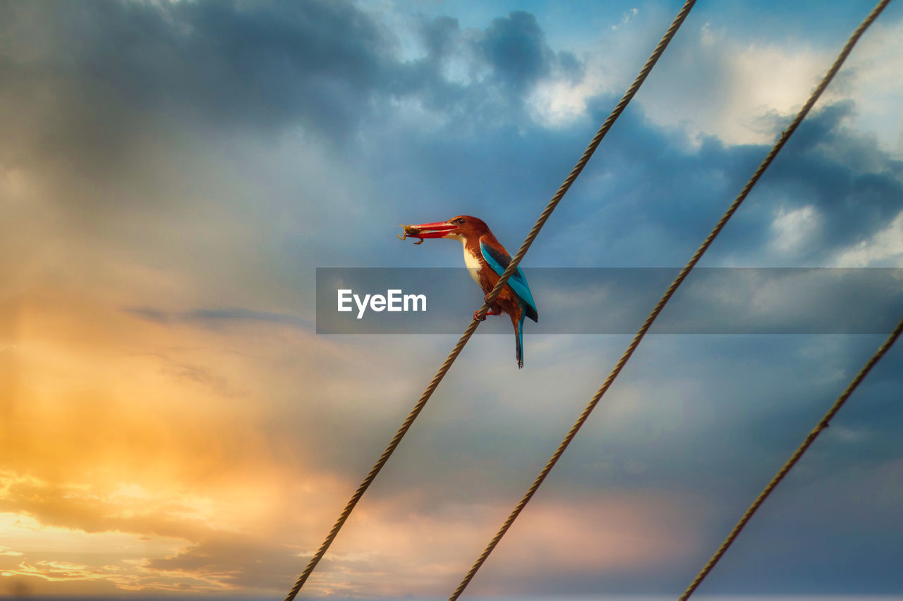 Low angle view of bird perching on cables against sky during sunset