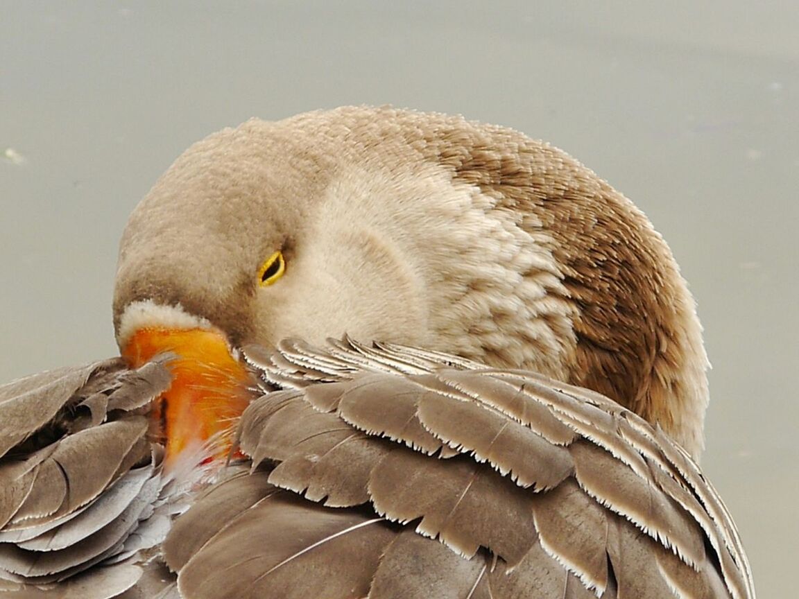 Close-up of bird