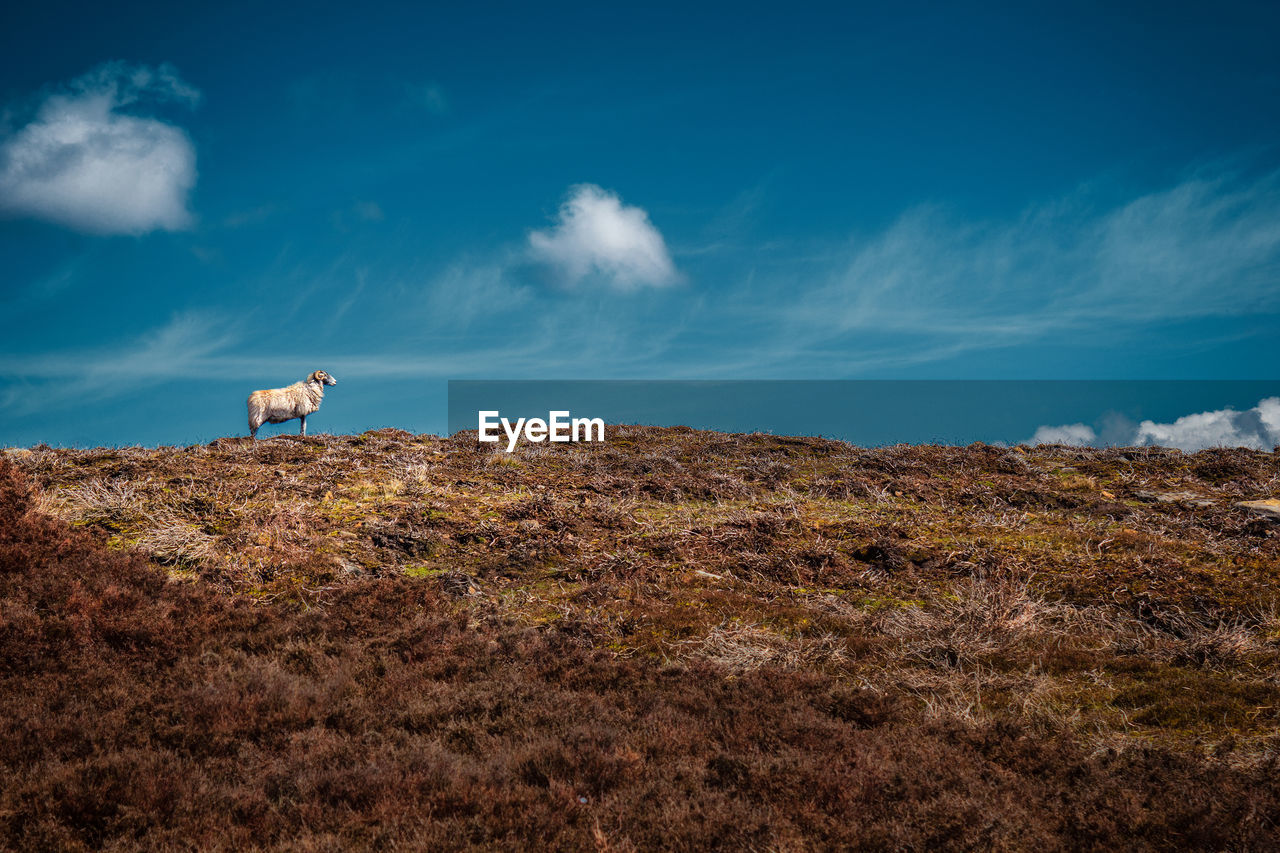 Scenic view of field against blue sky