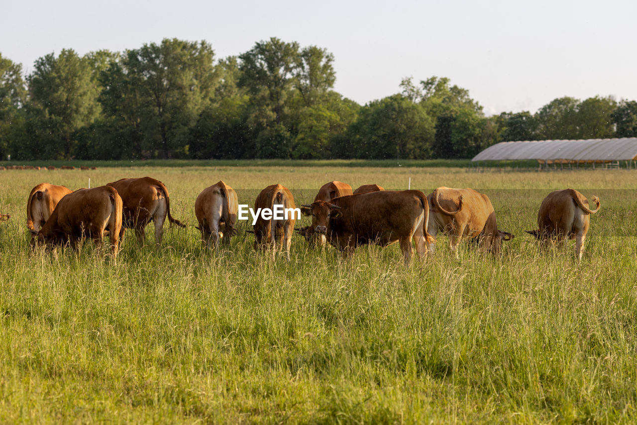 pasture, mammal, animal themes, animal, plant, group of animals, domestic animals, grassland, livestock, grass, field, prairie, grazing, meadow, agriculture, nature, natural environment, herd, landscape, cattle, animal wildlife, rural area, land, pet, no people, rural scene, environment, tree, wildlife, sky, cow, green, plain, farm, outdoors, large group of animals, day, domestic cattle, brown, beauty in nature, food, growth