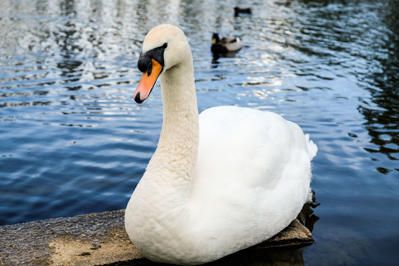 SWAN SWIMMING IN LAKE