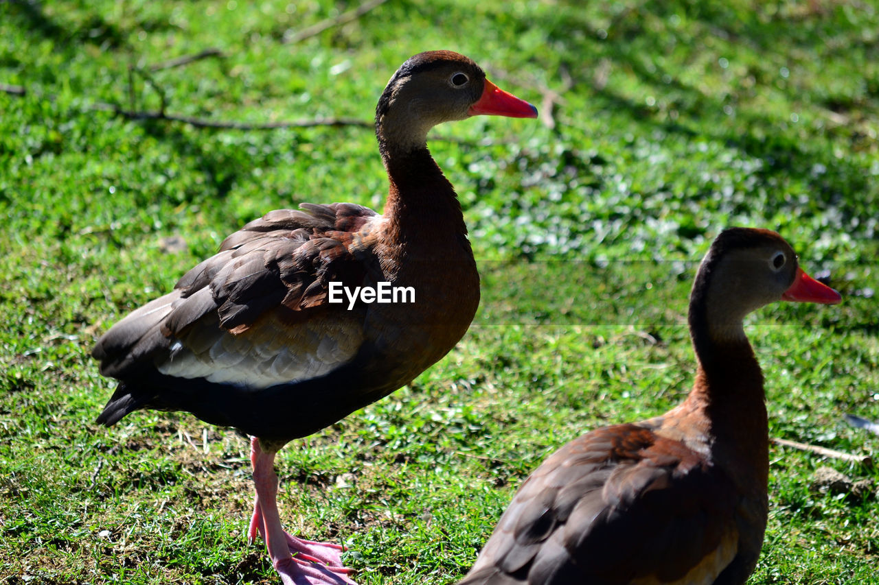 CLOSE-UP VIEW OF DUCK