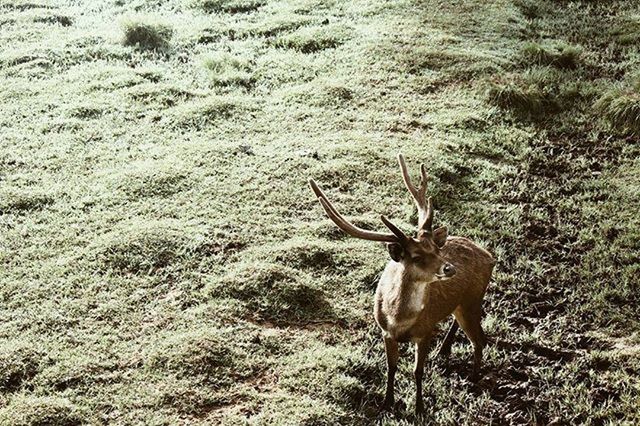 DEER STANDING ON GROUND