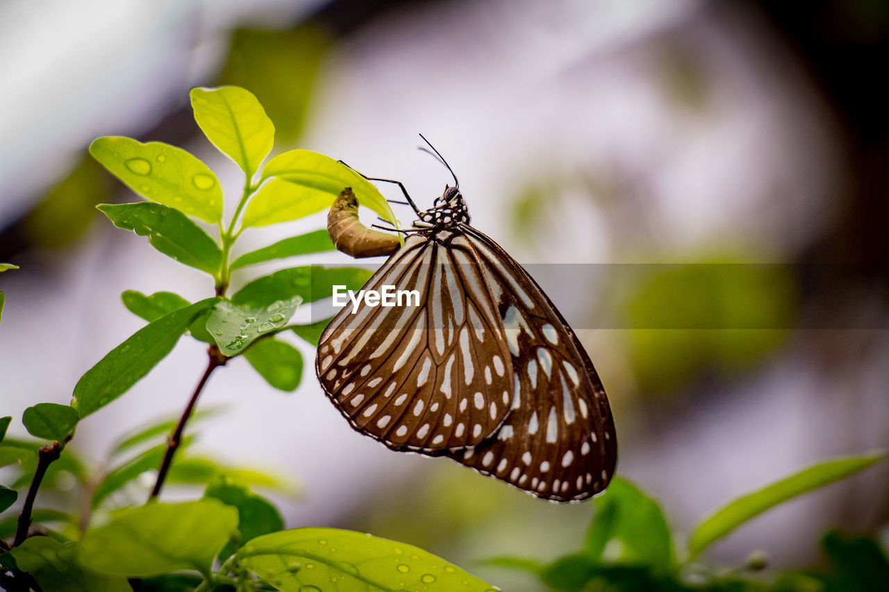 Butterfly on leaf