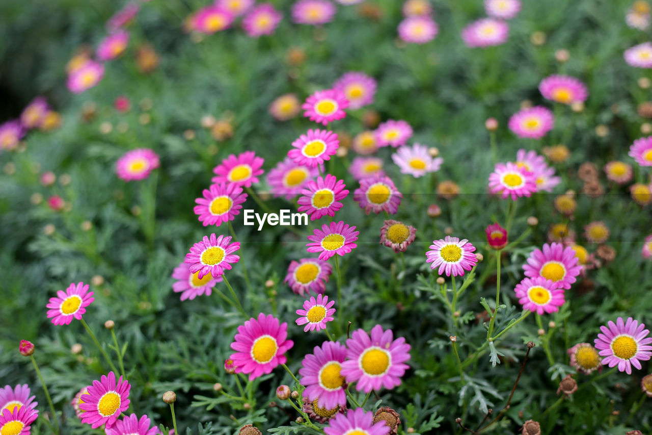 CLOSE-UP OF PINK FLOWERING PLANTS ON LAND