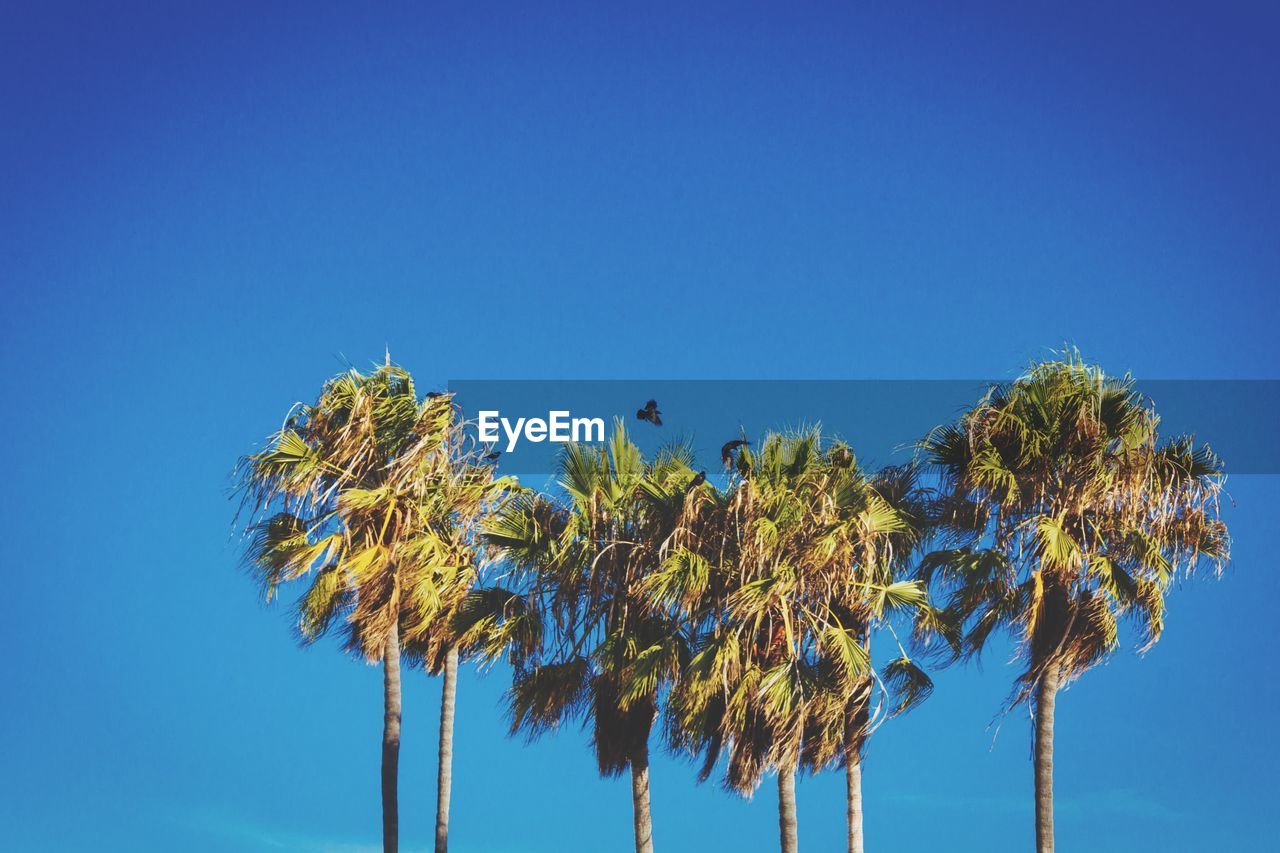 Low angle view of palm trees against clear blue sky