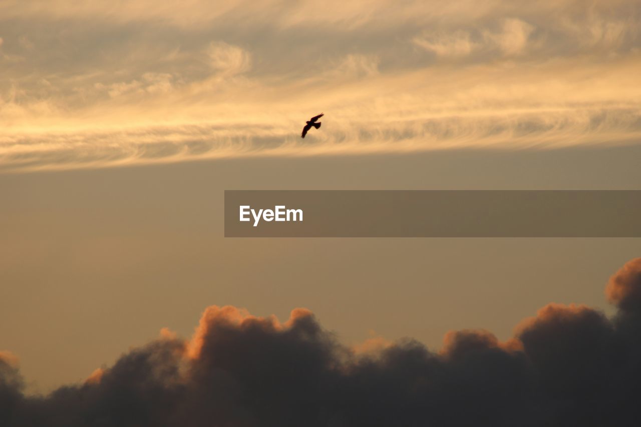 Low angle view of bird against the sky