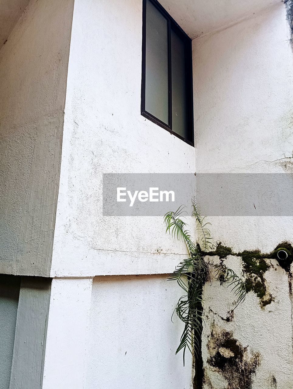 wall, architecture, white, built structure, building exterior, window, no people, building, wall - building feature, plant, house, nature, green, day, outdoors, wood, residential district, low angle view, facade, growth