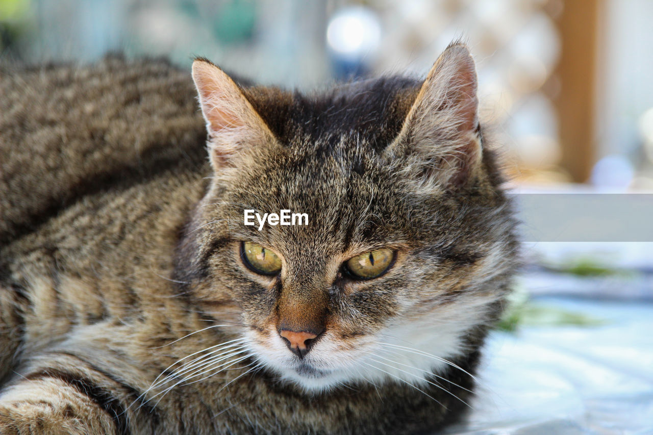 Close-up portrait of a cat