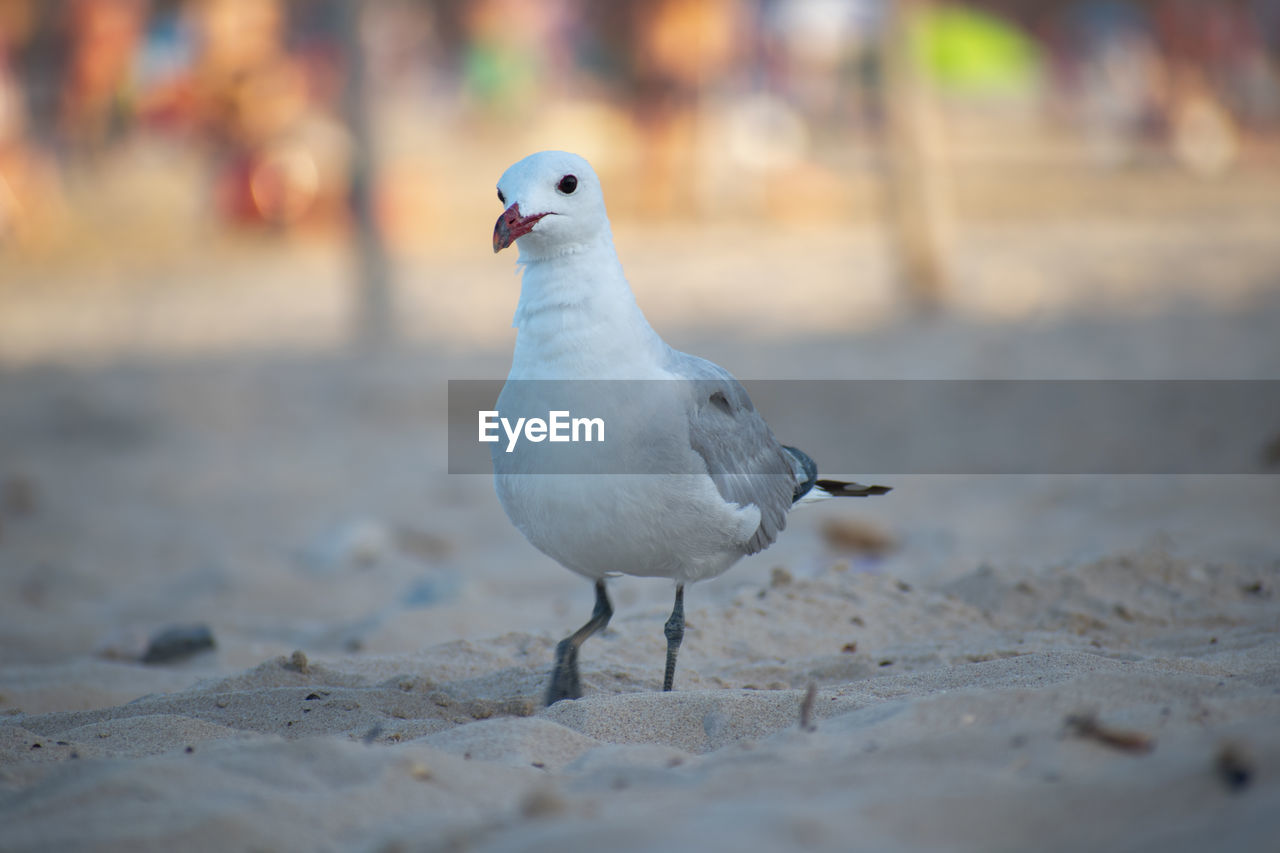 CLOSE-UP OF SEAGULL PERCHING ON THE LAND