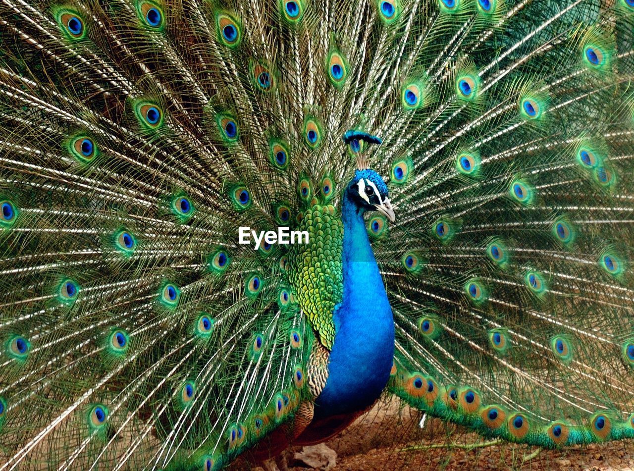 Close-up of peacock