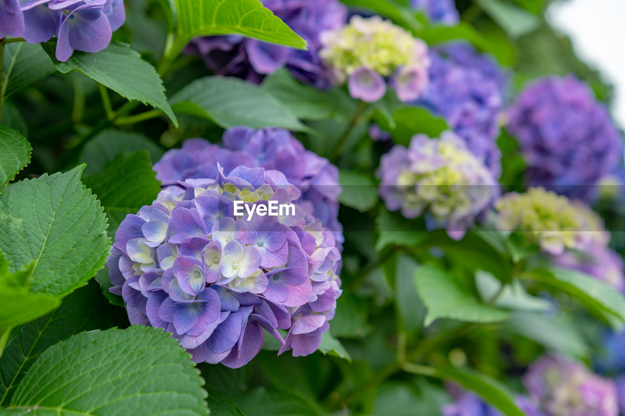 flower, plant, flowering plant, plant part, freshness, leaf, beauty in nature, purple, nature, close-up, growth, hydrangea serrata, hydrangea, green, food and drink, garden, no people, petal, flower head, vegetable, outdoors, inflorescence, fragility, food, botany, multi colored, day, healthy eating, summer, springtime, lilac, leaf vegetable