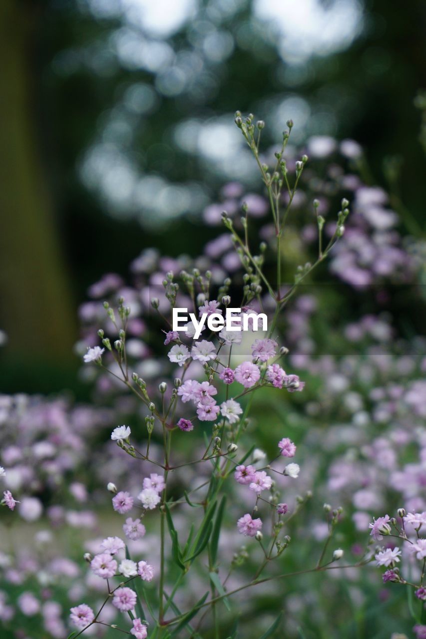 CLOSE-UP OF FLOWERS ON BRANCH