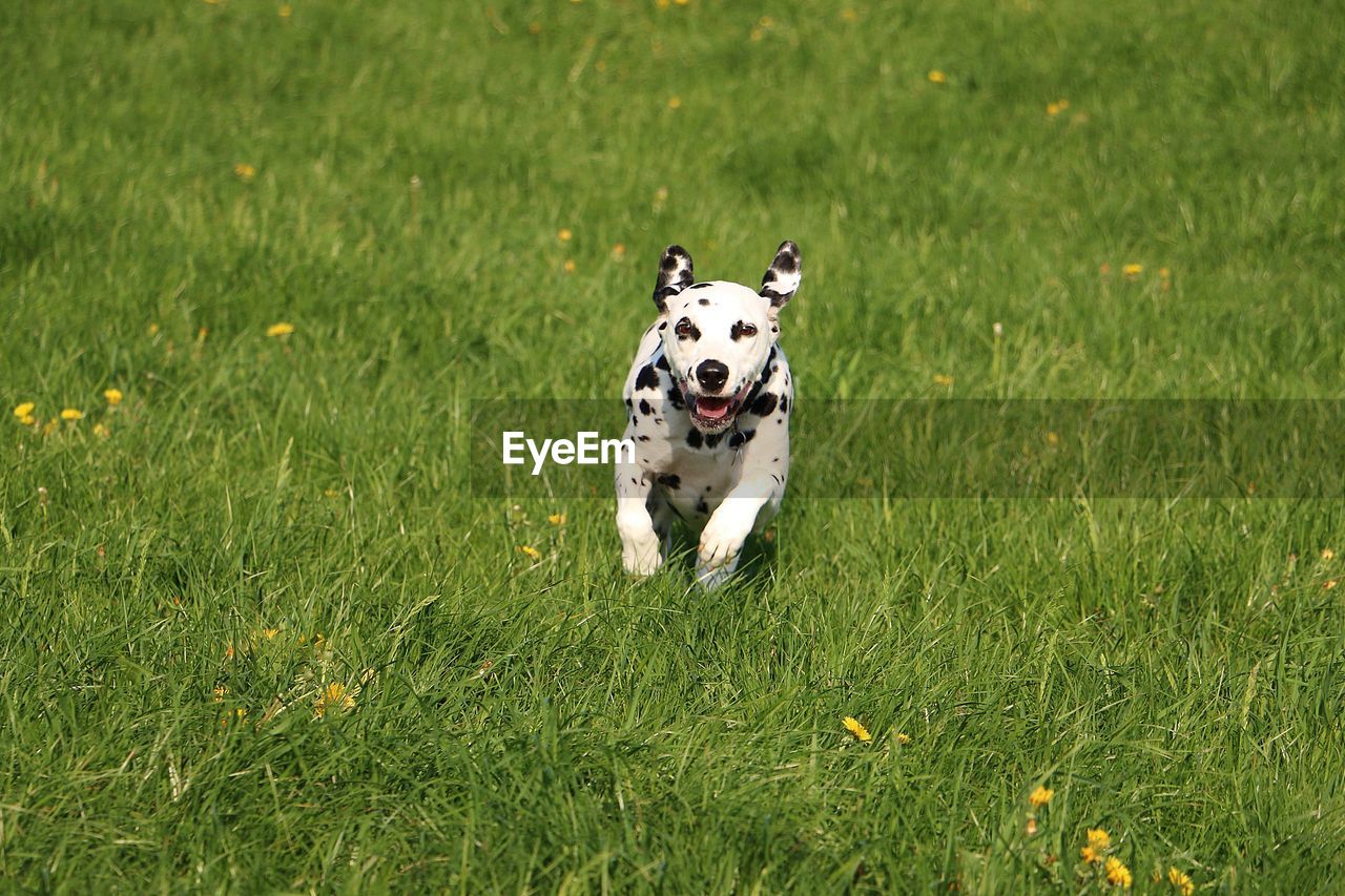 PORTRAIT OF DOG RUNNING IN FIELD