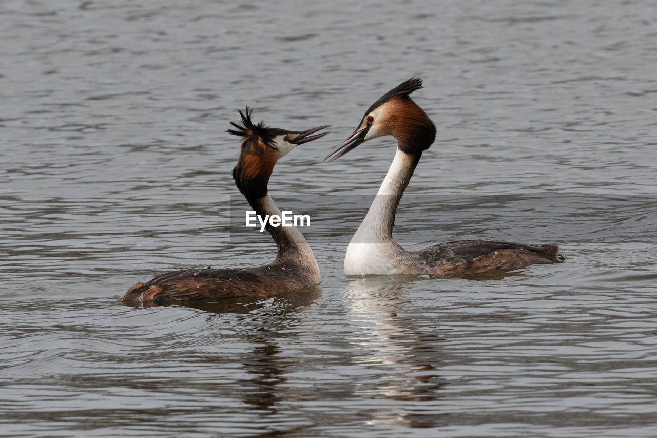 animal themes, animal wildlife, animal, wildlife, water, bird, water bird, group of animals, nature, no people, swimming, two animals, ducks, geese and swans, lake, beak, goose, day, waterfront, duck, outdoors, animal body part