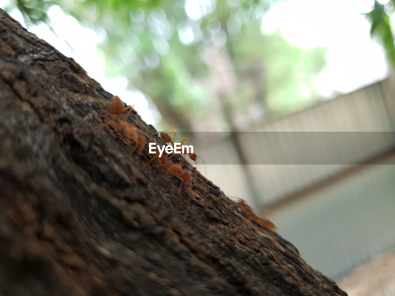 LOW ANGLE VIEW OF A TREE