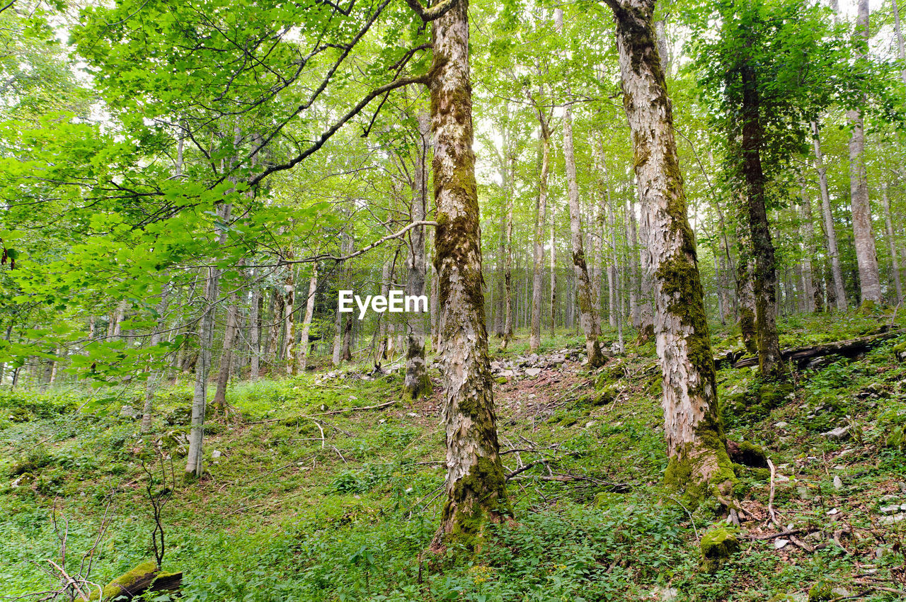 TREES GROWING IN FOREST