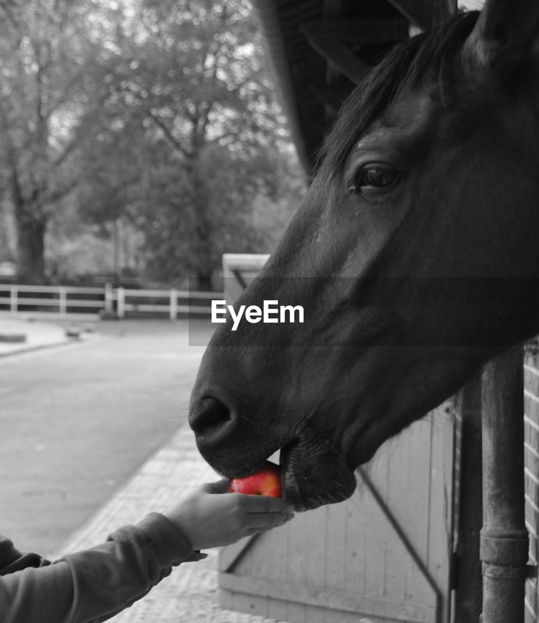Person feeding horse with apple
