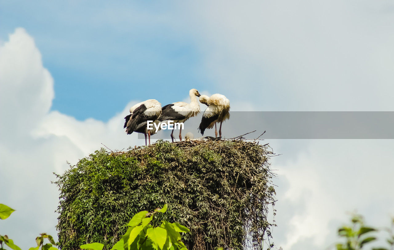 animal themes, animal, animal wildlife, bird, wildlife, nature, stork, sky, group of animals, animal nest, ciconiiformes, plant, tree, cloud, no people, low angle view, perching, white stork, two animals, day, young bird, outdoors, young animal, flower