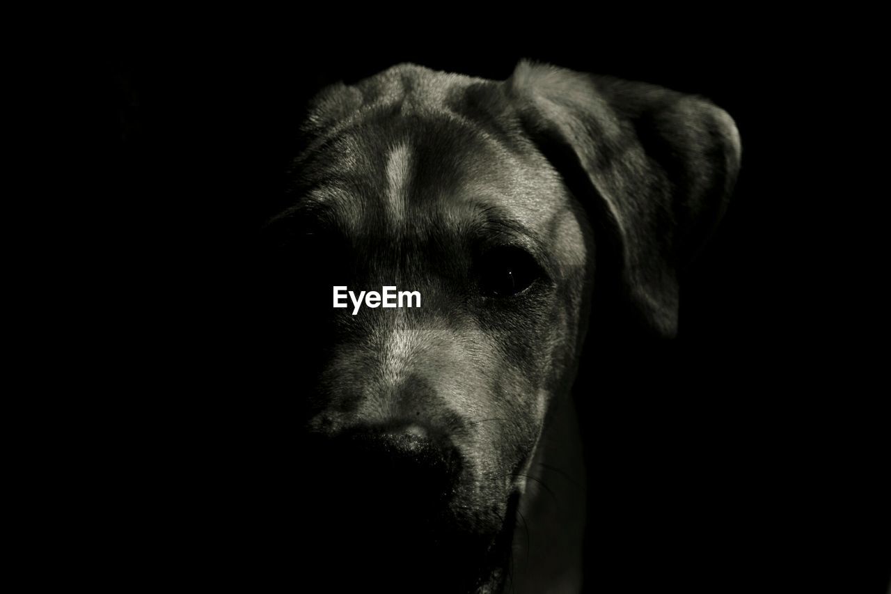 CLOSE-UP OF DOG OVER BLACK BACKGROUND AGAINST GRAY