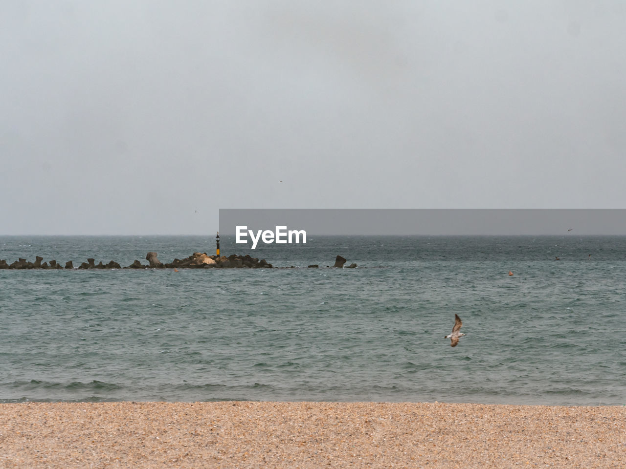 Scenic view of sea against clear sky with gull floating