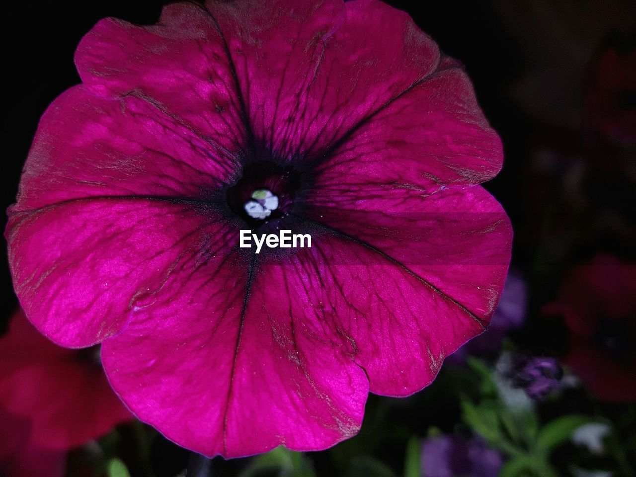 CLOSE-UP OF FLOWER AT NIGHT