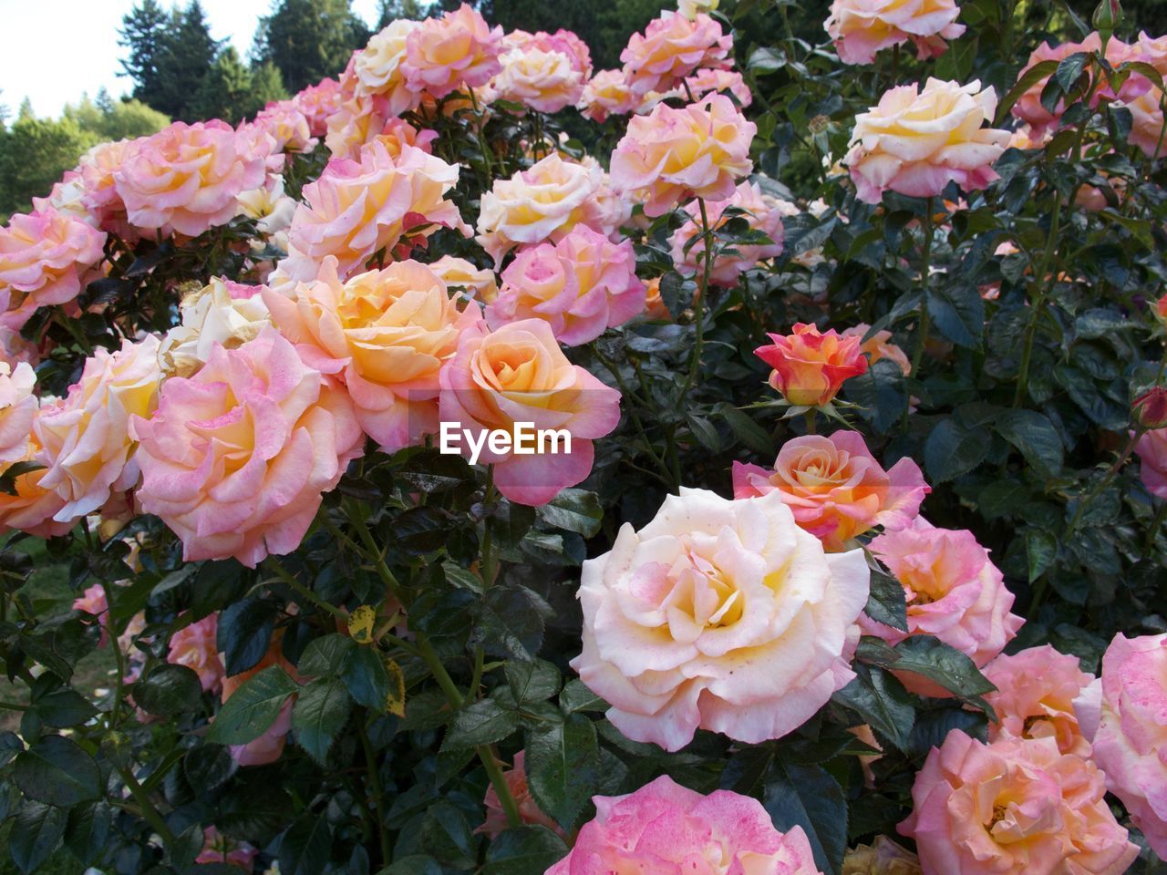 Close-up of rose blooming outdoors