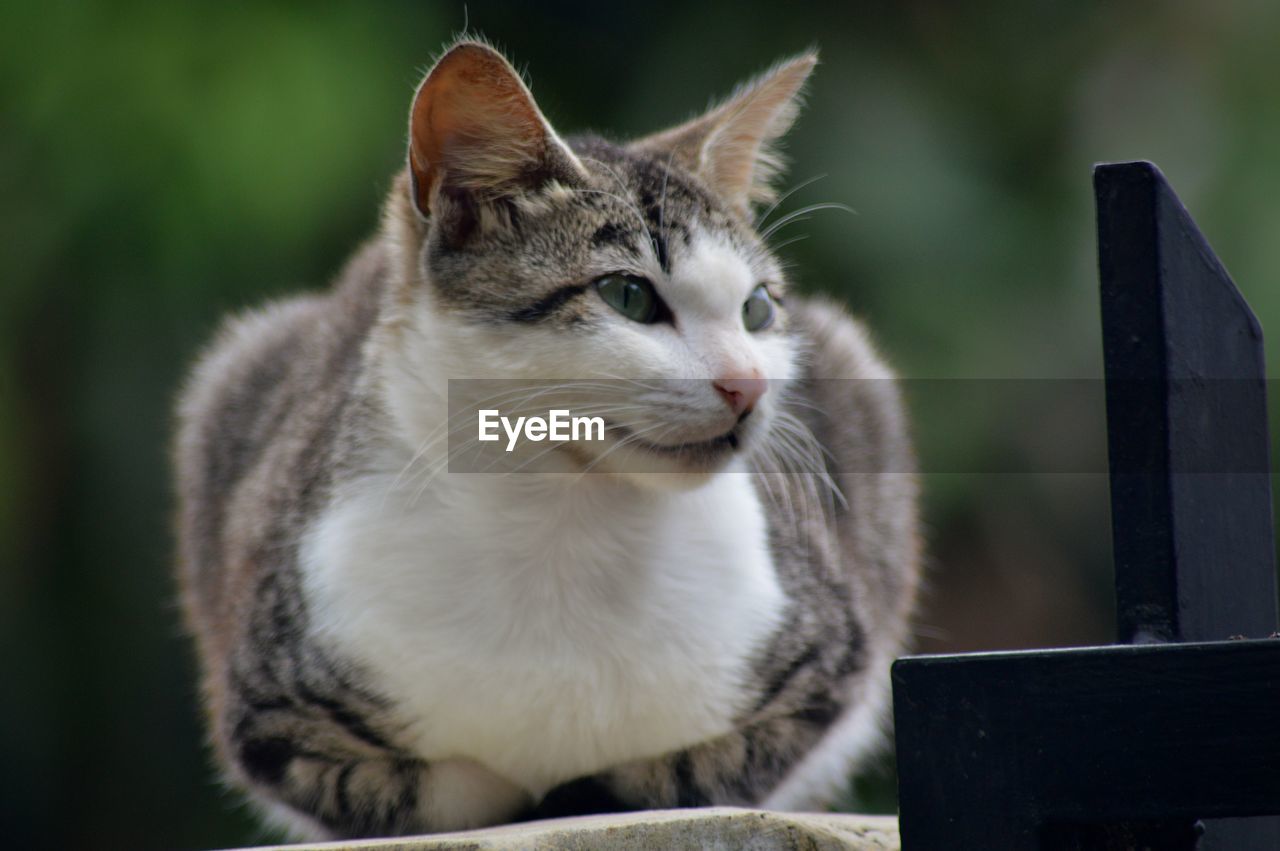 animal, animal themes, mammal, pet, cat, one animal, domestic animals, domestic cat, feline, whiskers, small to medium-sized cats, close-up, no people, animal hair, felidae, animal body part, kitten, cute, looking, focus on foreground, sitting, portrait, wild cat
