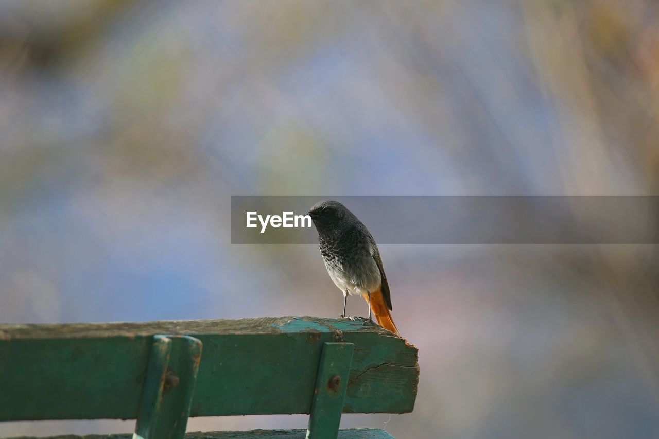 SIDE VIEW OF BIRD PERCHING ON WOOD