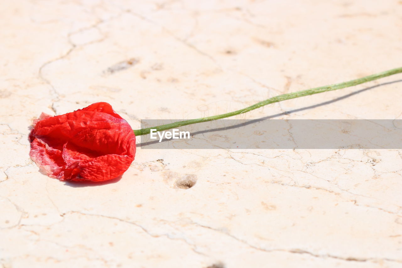 High angle view of red flower on field