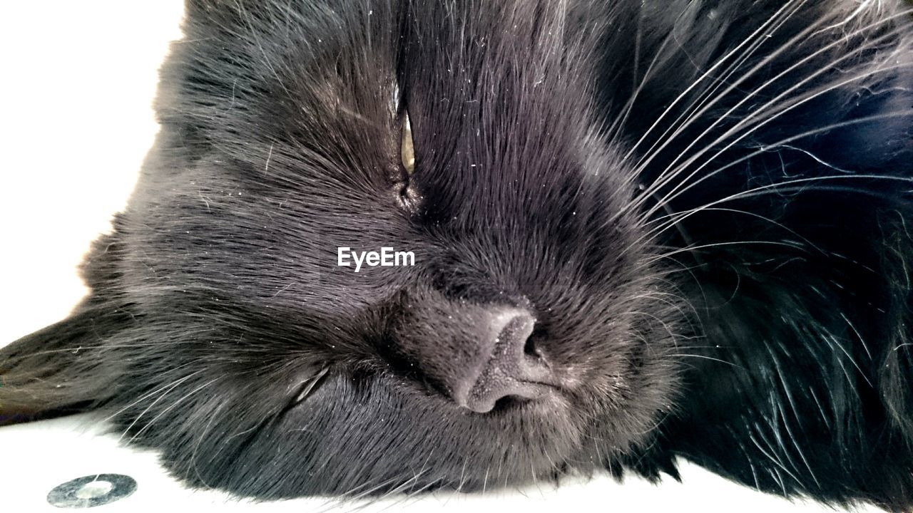 Close-up of sleeping cat