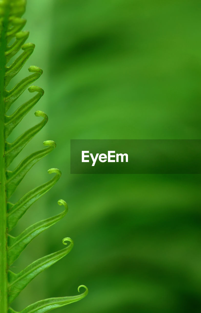 Close-up of water drops on leaves