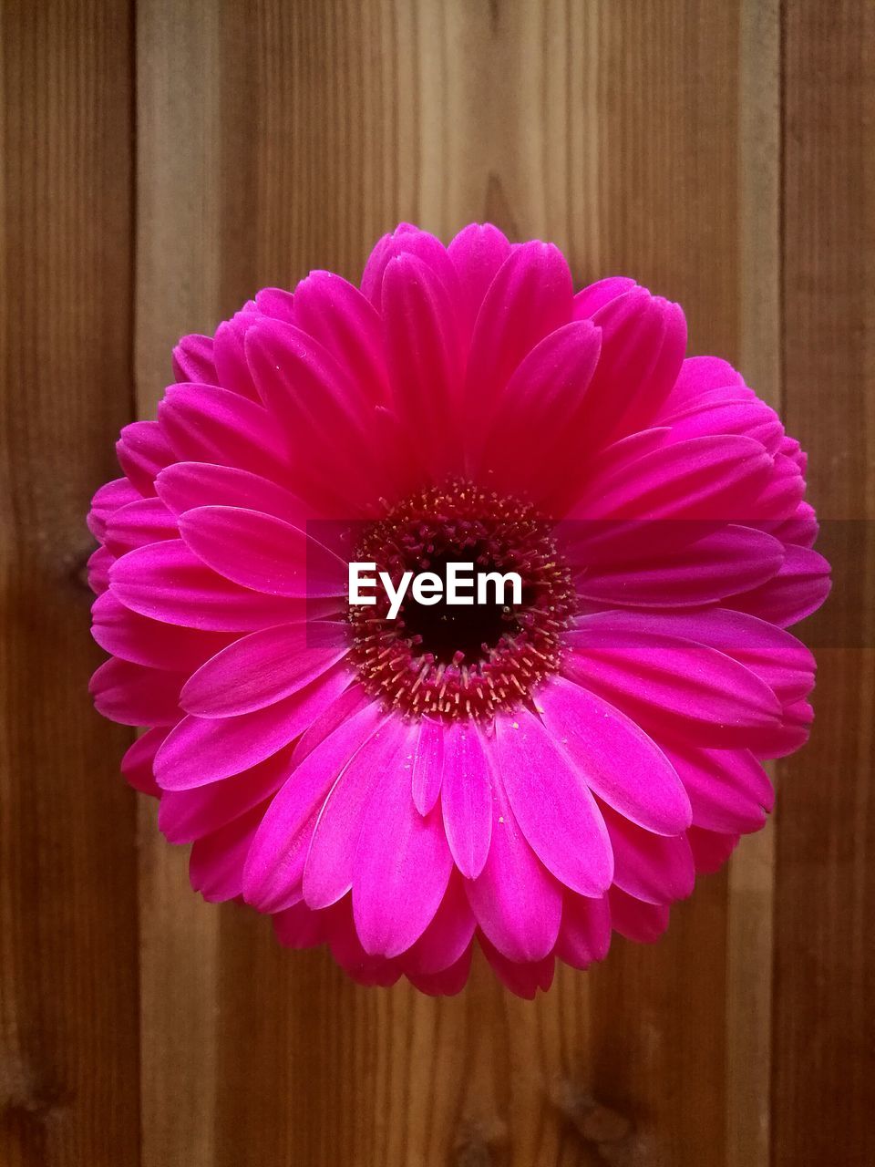 CLOSE-UP OF PINK LOTUS BLOOMING OUTDOORS