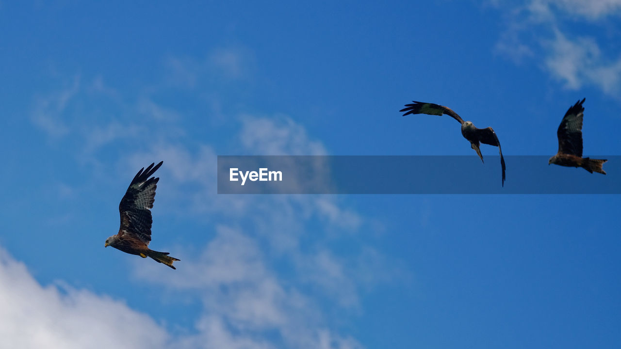 LOW ANGLE VIEW OF BIRDS FLYING