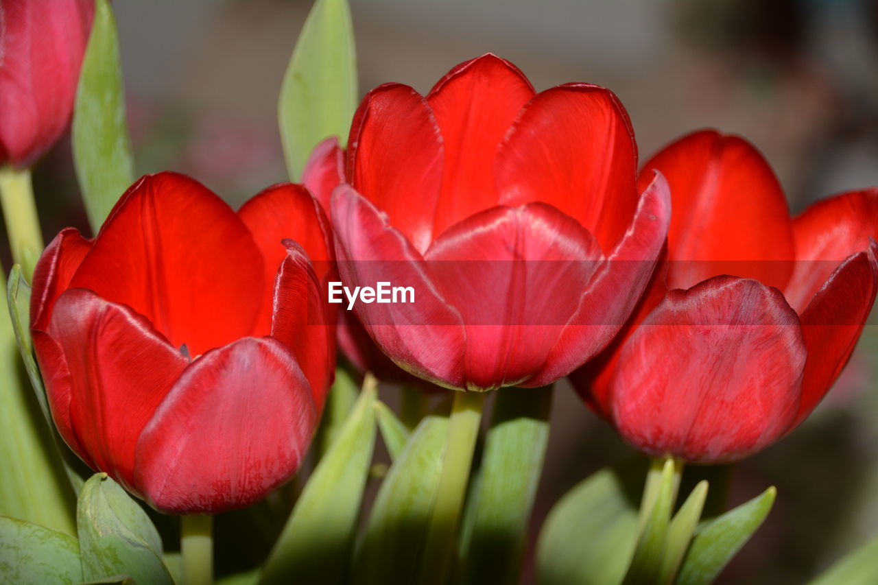 Close-up of red flowers