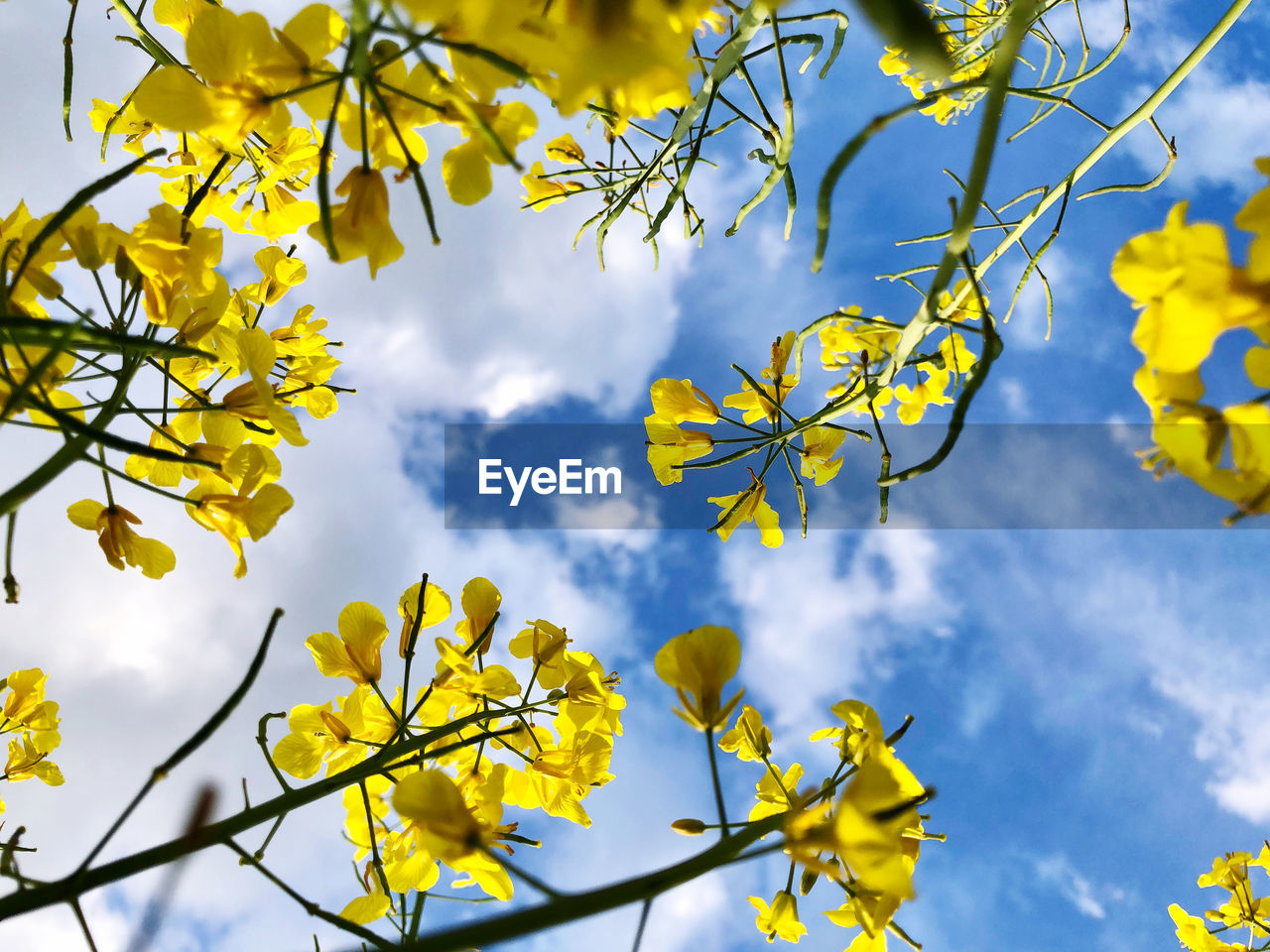 LOW ANGLE VIEW OF FLOWERING PLANTS AGAINST SKY