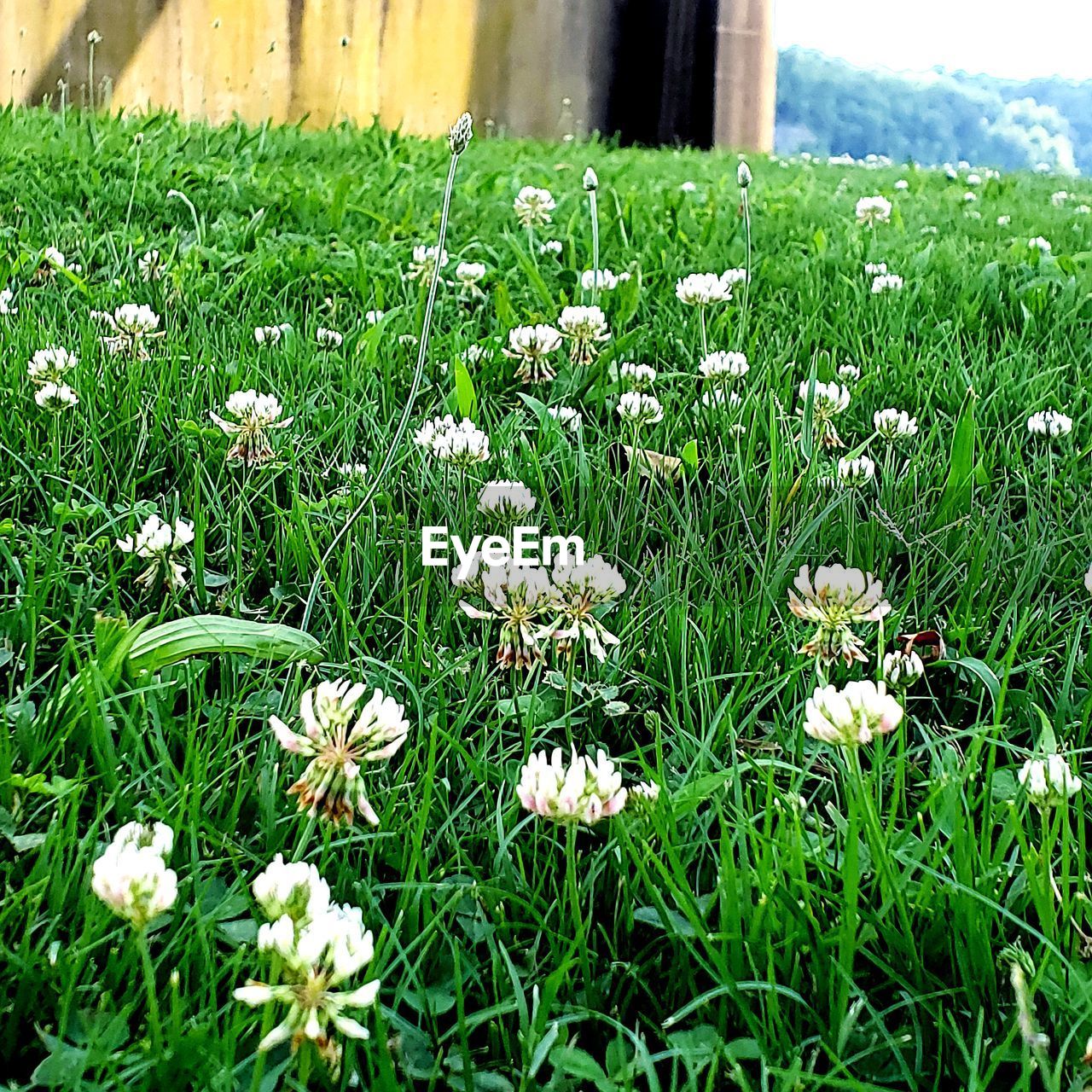 CLOSE-UP OF WHITE FLOWERING PLANTS IN FIELD
