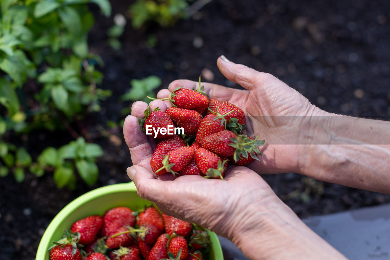 Old woman's palms holding a many strawberries