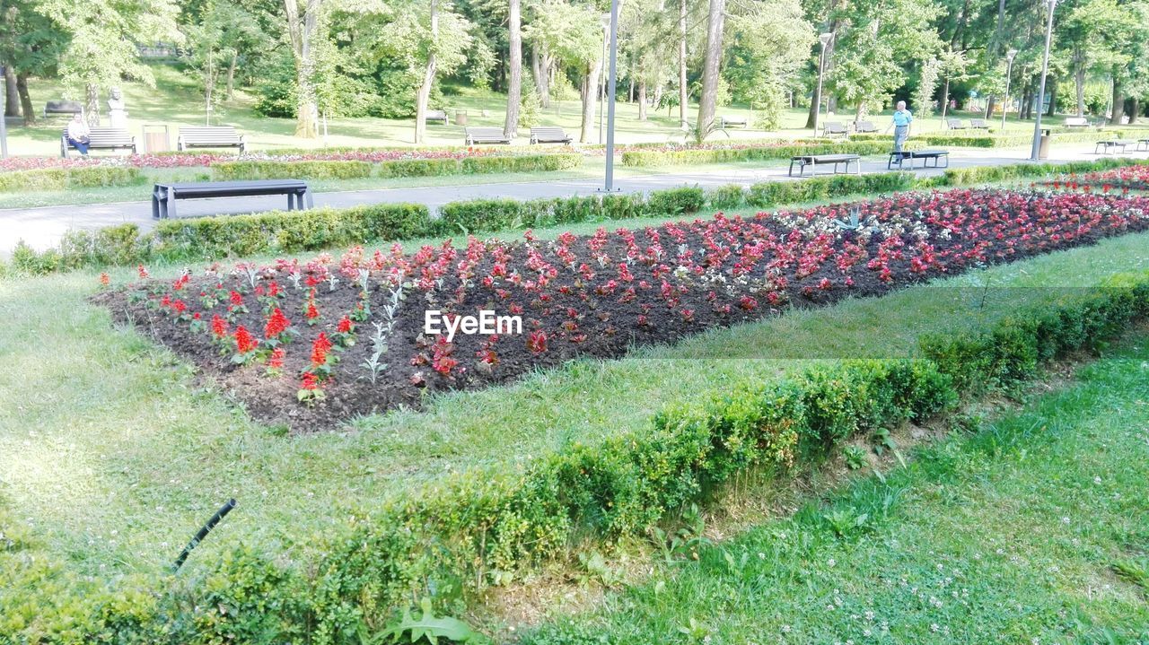 TREES GROWING ON FIELD