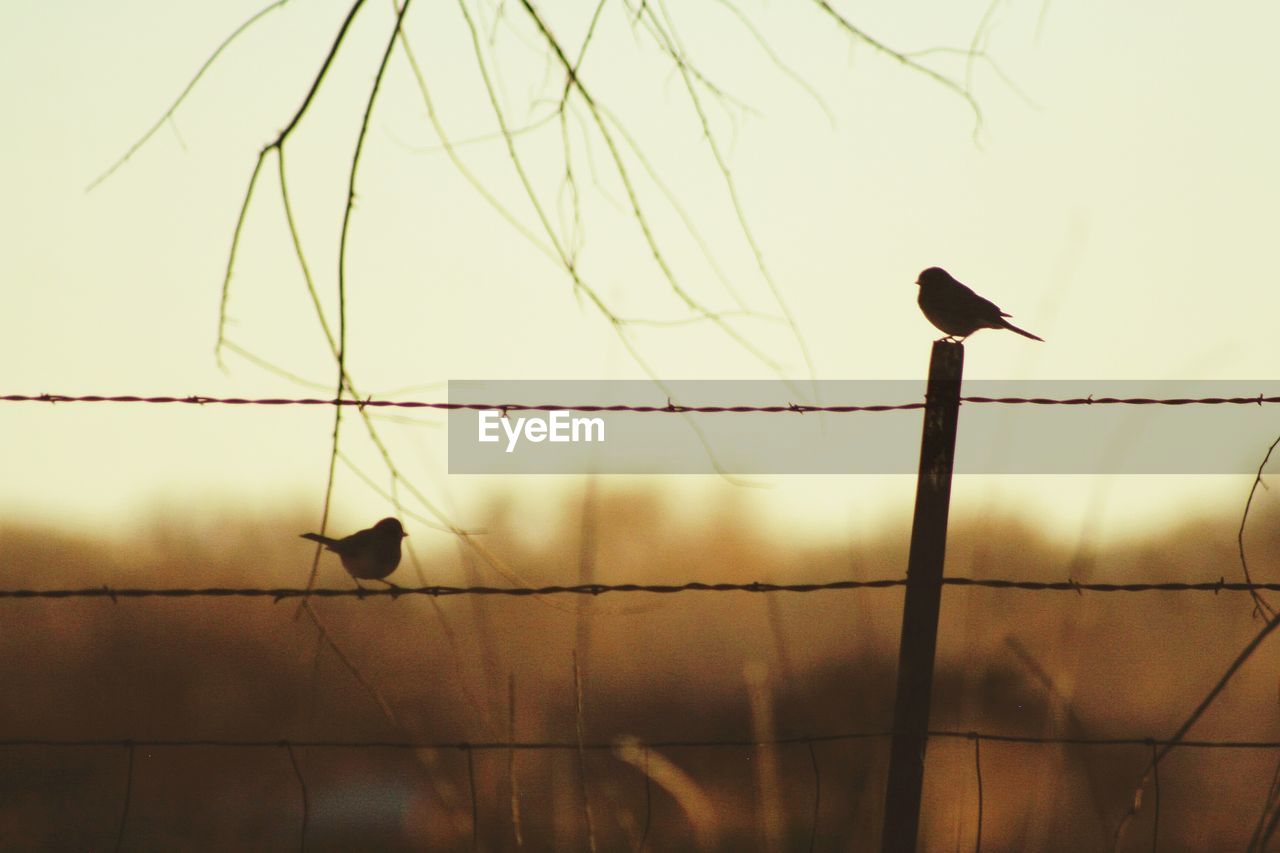 CLOSE-UP OF BIRD PERCHING ON POLE AGAINST SKY