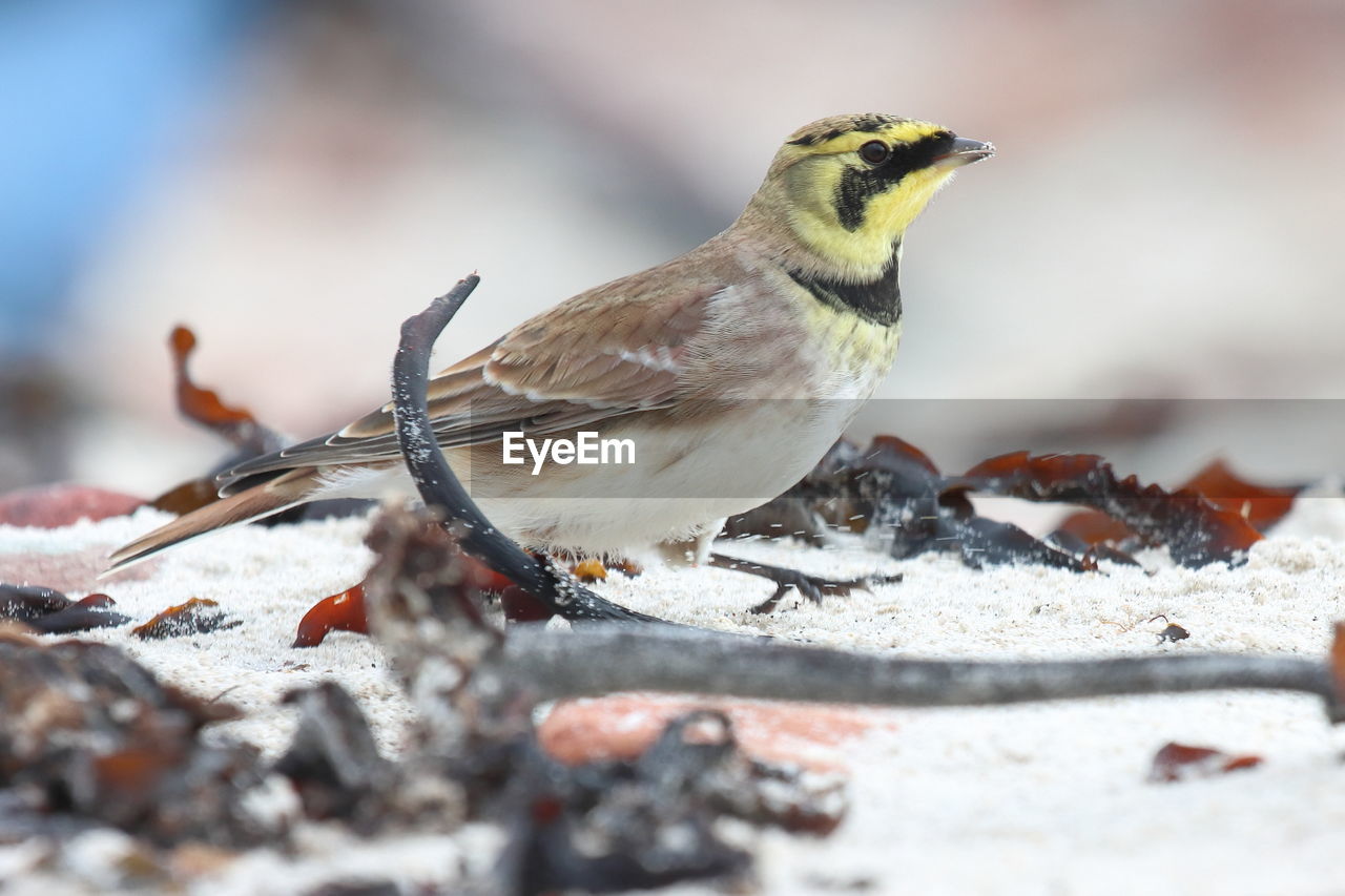 CLOSE-UP OF BIRD PERCHING ON A HUMAN HAND