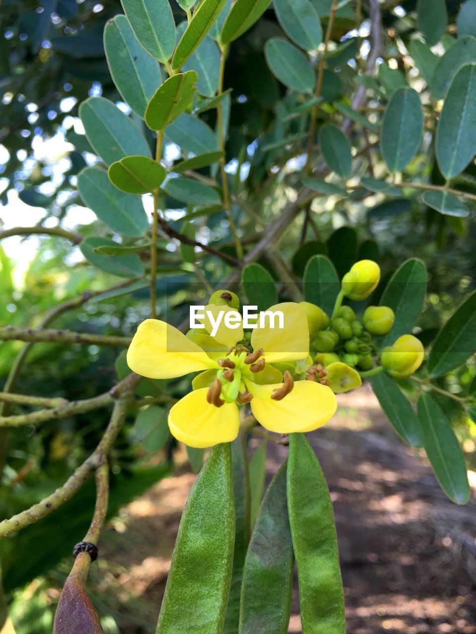 CLOSE-UP OF YELLOW FLOWER BLOOMING OUTDOORS